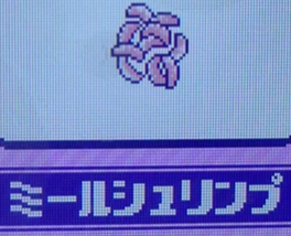 ミールシュリンプ