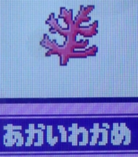 あかいわかめ