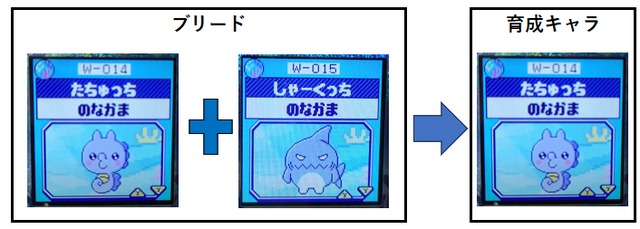 しゃーくっちとたちゅっちがブリードしてたちゅっち2
