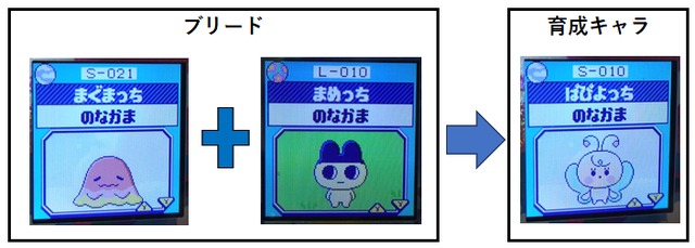【そら】まぐまっちとまめっちでブリードした【アダルト期】ぱぴよっち5