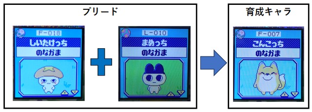 【もり】まめっちとしいたけっちでブリードした【アダルト期】こんこっち3