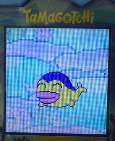 kujimametchi2