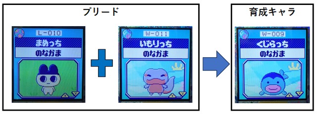 【みず】いもりっちとまめっちブリードした【アダルト期期】くじらっち5