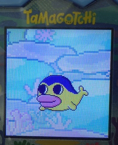 kujimametchi