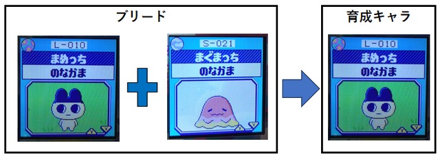【りく】まぐまっちとまめっちでブリードした【アダルト期】まめっち5