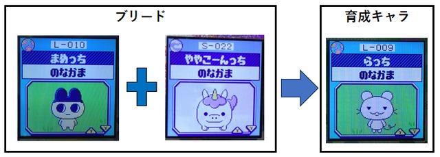 【りく】ややこーんっちとまめっちでブリード【アダルト期】らっち5