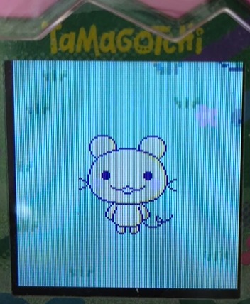 mameracchi