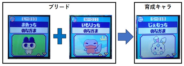 【そら】いもりっちとまめっちブリードした【アダルト期】じぇむっち5
