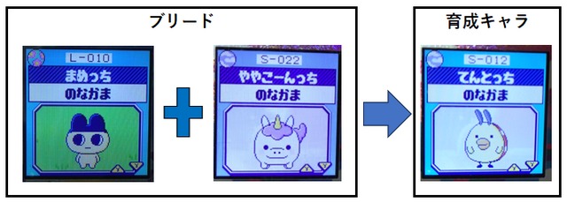 【そら】ややこーんっちとまめっちでブリードてんとっち5