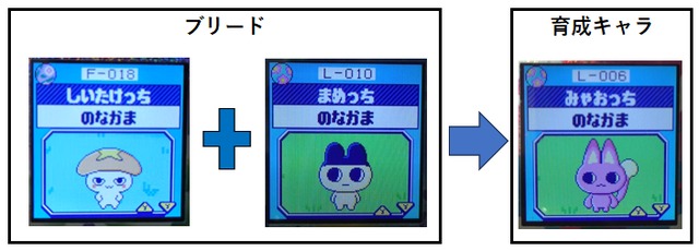 【りく】まめっちとしいたけっちでブリードした【アダルト期】みゃおっち5