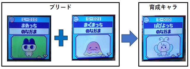 【そら】まぐまっちとまめっちでブリードした【アダルト期】ぱぴよっち5