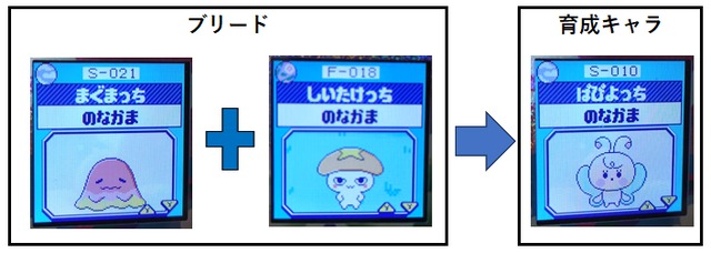 【そら】まぐまっちとしいたけっちとブリードした【アダルト期】ぱぴよっち7