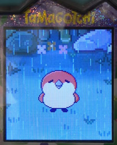 【もり】まぐまっちとしいたけっちとブリードした【アダルト期】すぱろっち5