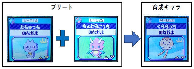 【みず】たちゅっちとちょどらこっちとブリードしたくららっち5
