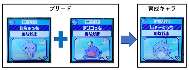 【フォレストみず】たちゅっちとアンコっちでブリードした【アダルト期】しゃーくっち5