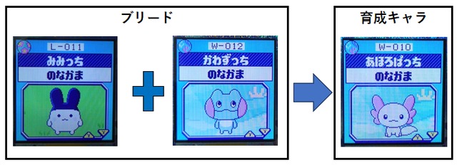 【みず】かわずっちとみみっちでブリード【アダルト期】あほろぱっち8