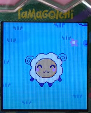 【りく】ほーほっちとみみっちでブリードした【アダルト期】しいぷっち5