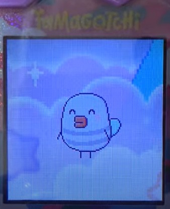 【そら】ほーほっちとみみっちでブリードした【アダルト期】はっちっち2