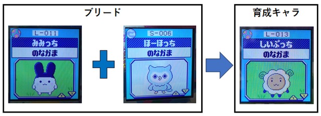 【りく】ほーほっちとみみっちでブリードした【アダルト期】しいぷっち6