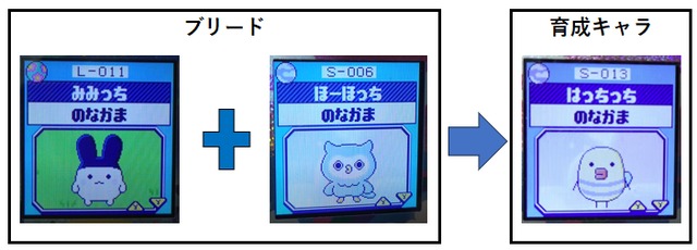【そら】ほーほっちとみみっちでブリードした【アダルト期】はっちっち3