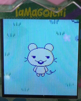 【りく】ややこーんっちとまめっちでブリード【アダルト期】らっち2