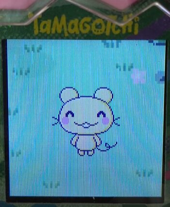 【りく】ややこーんっちとまめっちでブリード【アダルト期】らっち3